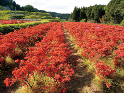 峨山キリシマ