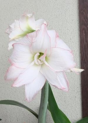 自宅庭に咲くアマリリス