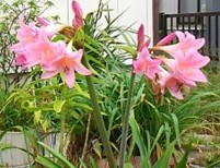 宿舎に咲くアマクリナム